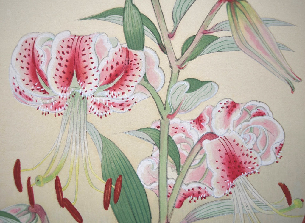 Kanoko yuri (Japanese Lily) - SAKURA FINE ART