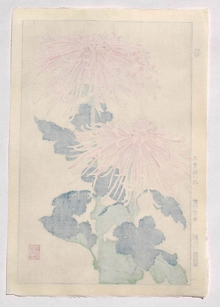 Kiku  (Chrysanthemum) - SAKURA FINE ART