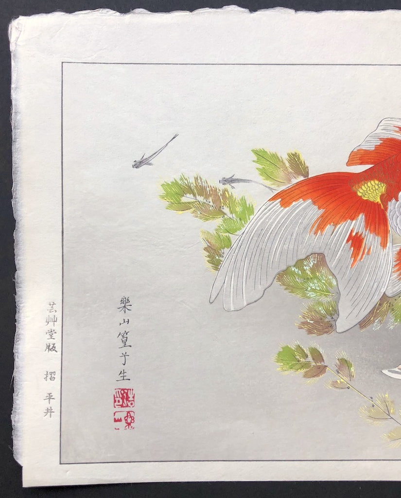 - Kingyo ni Medaka (Goldfish & Japanese Medaka Fish) -