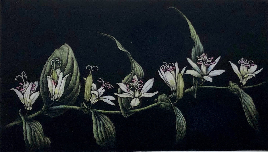 Shiro Hototogisu (White Toad Lily)