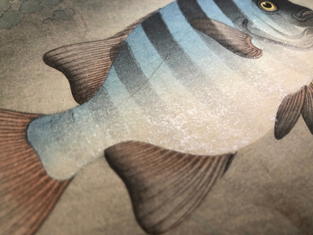 - Ishidai (Rock Sea Bream) From Art Portfolio OF Familiar Fishes OF Nippon -