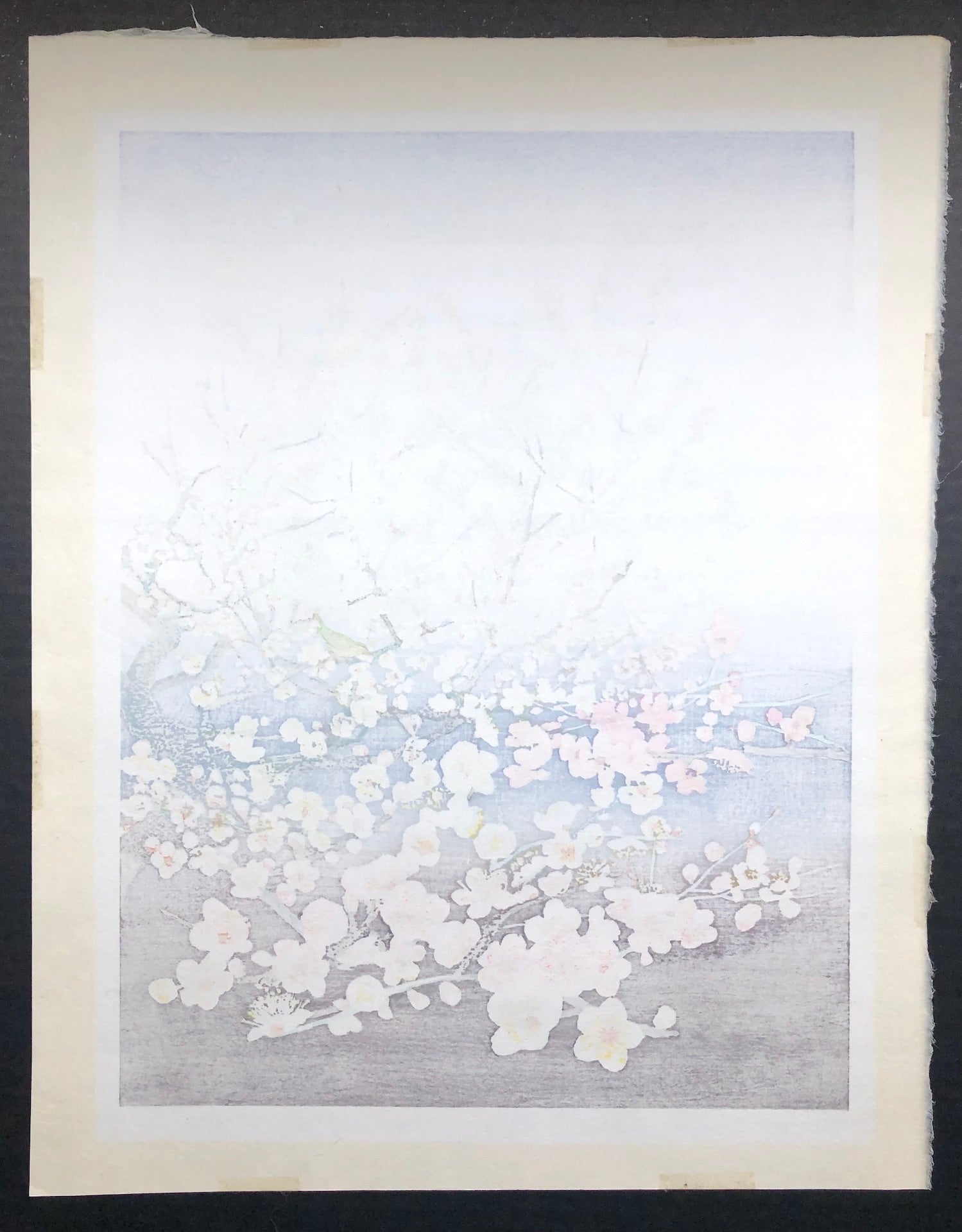 - Ume (Plum Tree) -