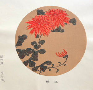 - Benigiku (Red Chrysanthemum) -