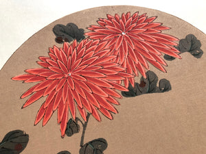 - Benigiku (Red Chrysanthemum) -