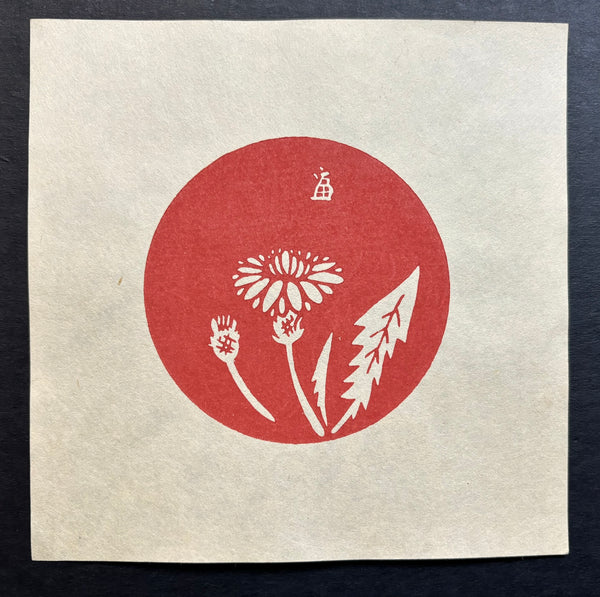 - Dandelion  -