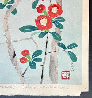 - Boke Hojiro  (Meadow Bunting and Japanese Quince ) -