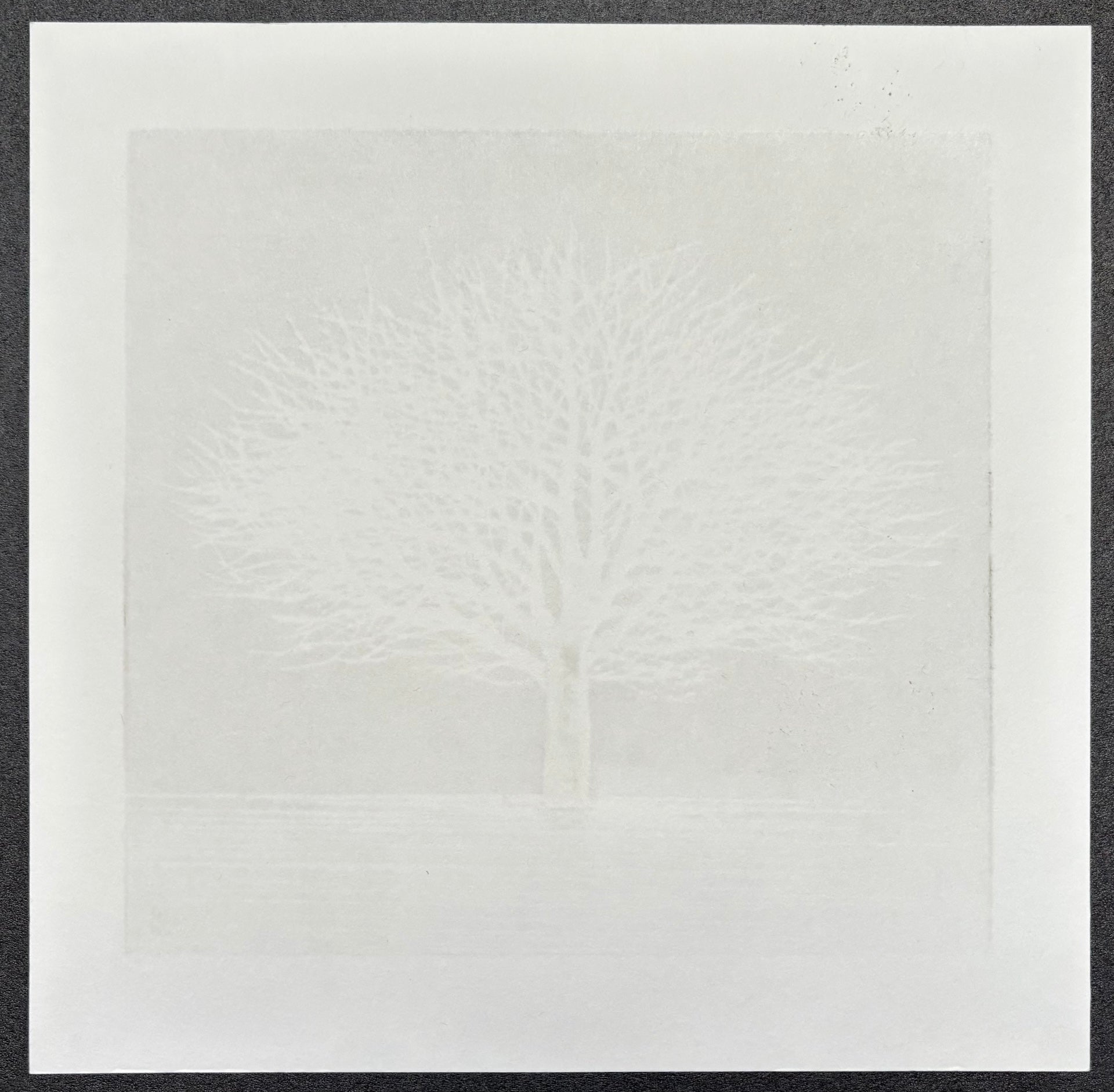 - White White Tree 2  -