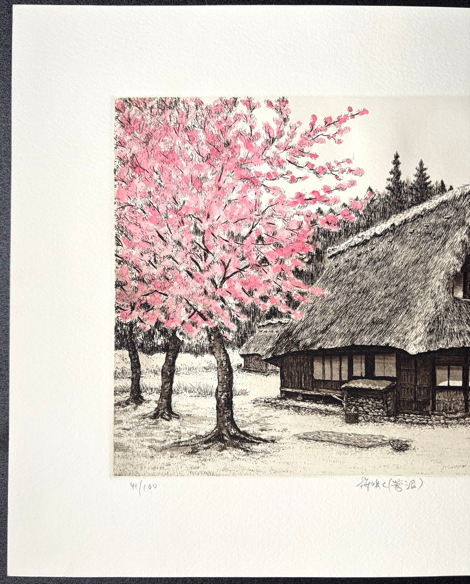 - Sakura Saku -Suganuma (When the Cherry Blossoms Bloom in Suganuma) -
