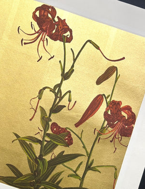 - Tiger lily - 96 -