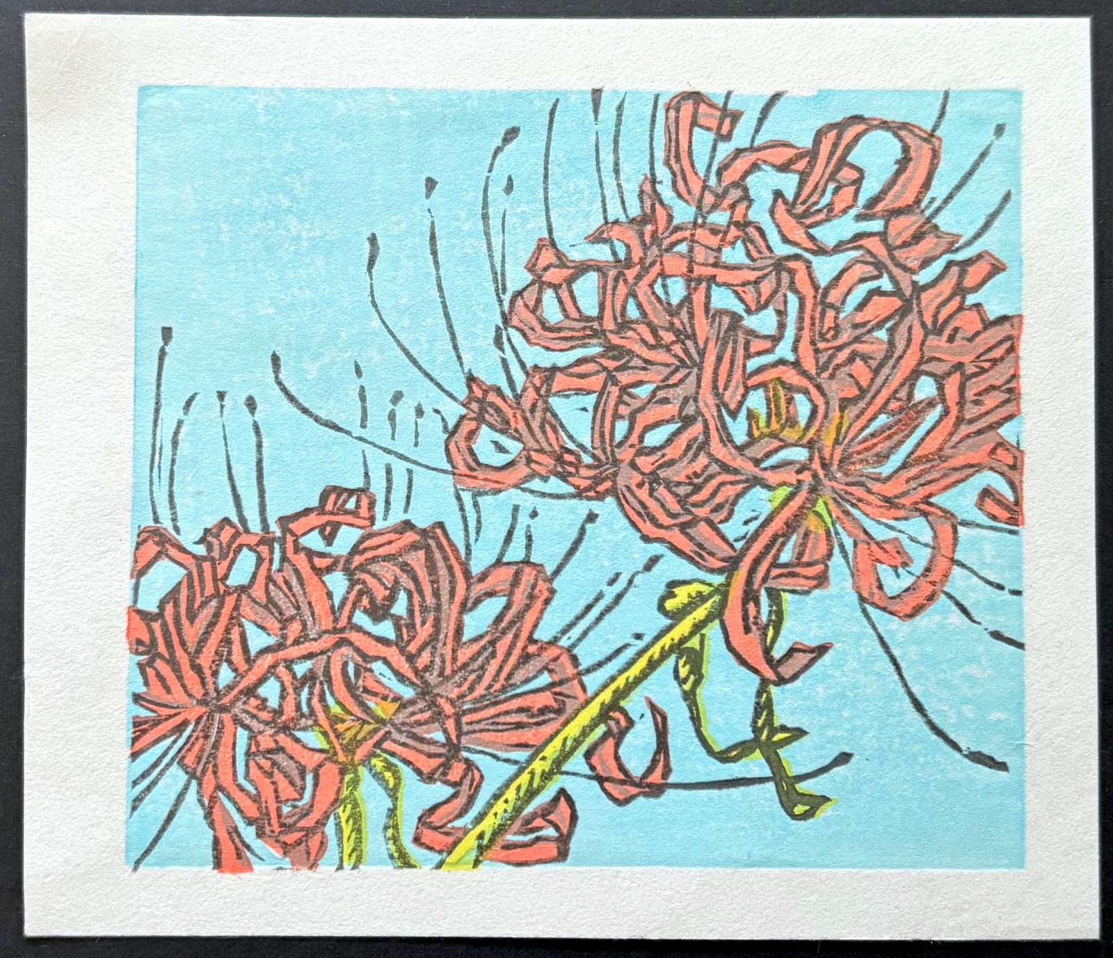 - Spider Lilies -