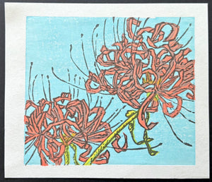 - Spider Lilies -