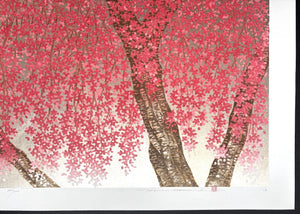 - Shidare Zakura 29  (Weeping Cherry 29) -