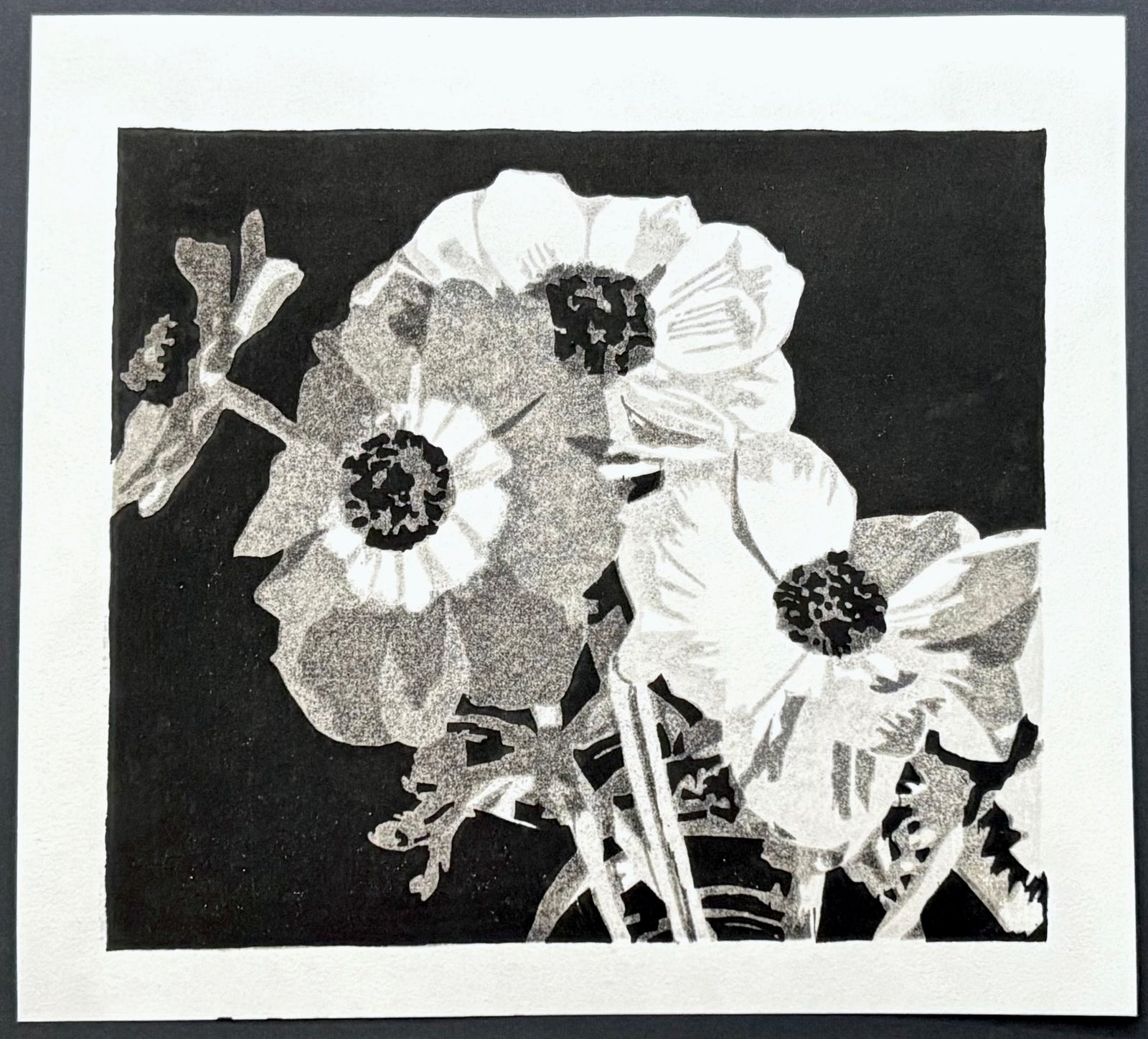 - Anemone -