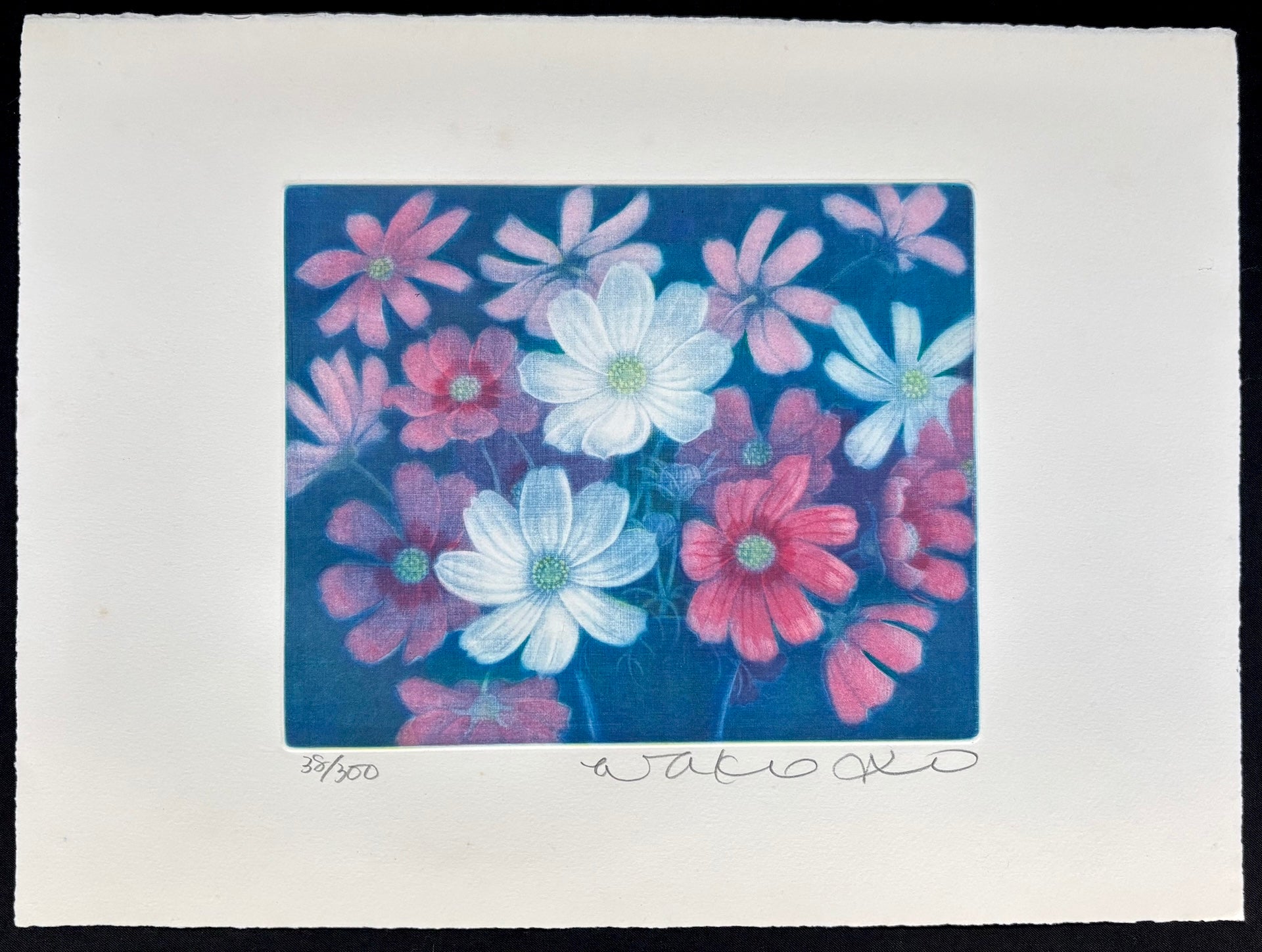 - Cosmos Flowers-
