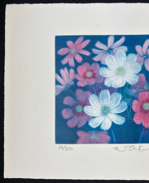- Cosmos Flowers-