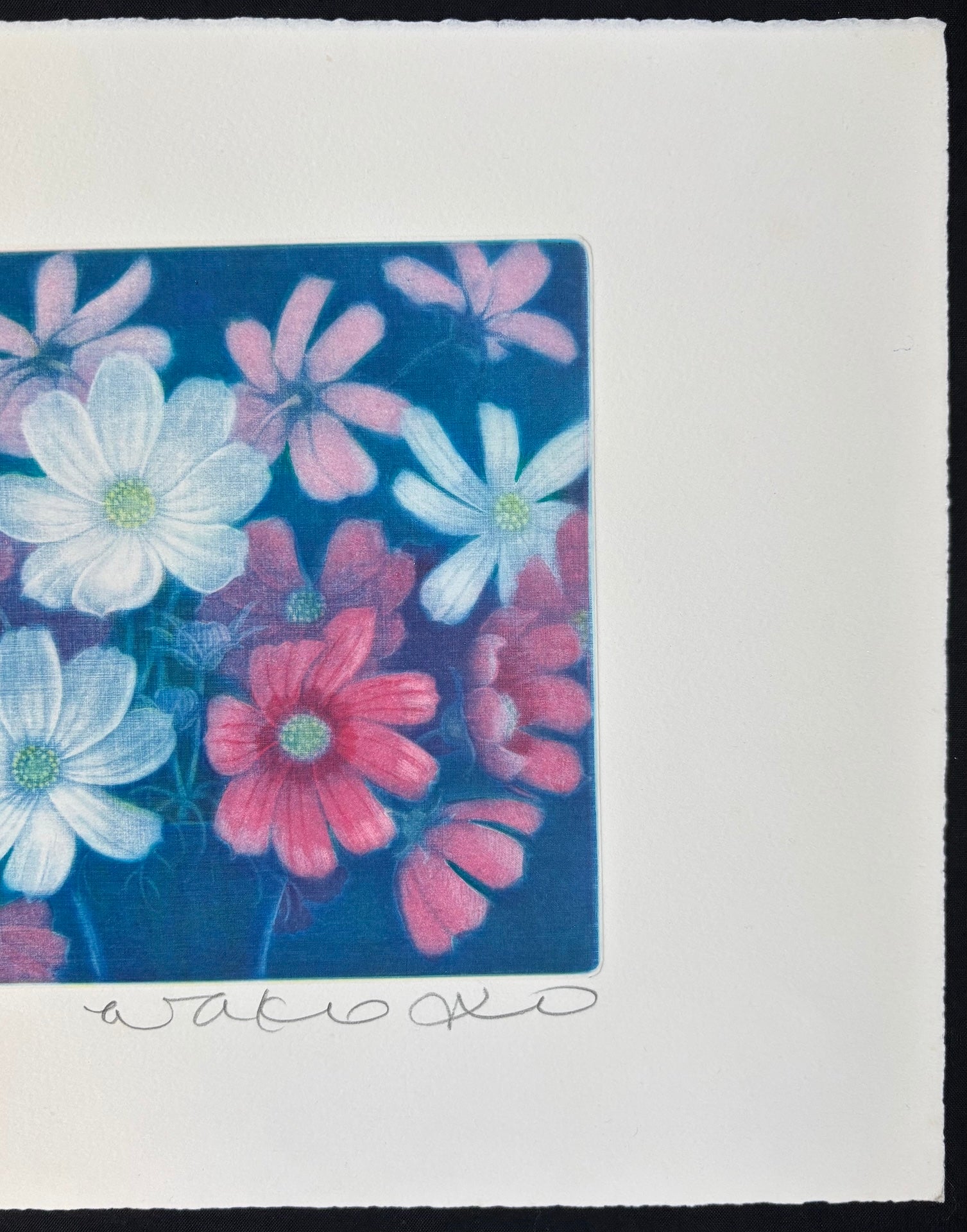 - Cosmos Flowers-