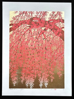 - Shidare Zakura 19  (Weeping Cherry 19) -