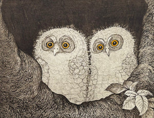 - Kobukuro no Kyodai (Little Owl Brothers) -