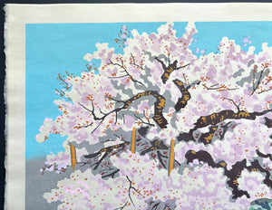 - Hana Morioka Ishiwari-zakura (Ishiwari-zakura in Bloom, Morioka) -