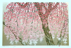 - Shidare Zakura 29  (Weeping Cherry 29) -