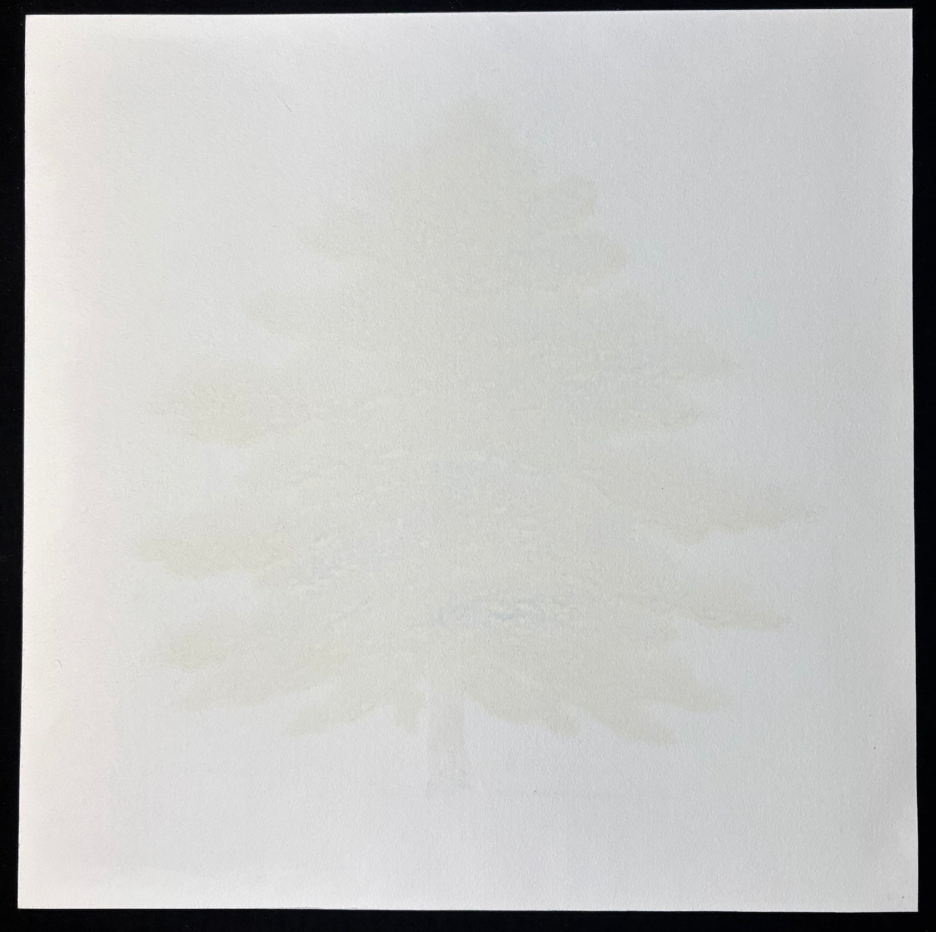 - Pine Tree 1A -