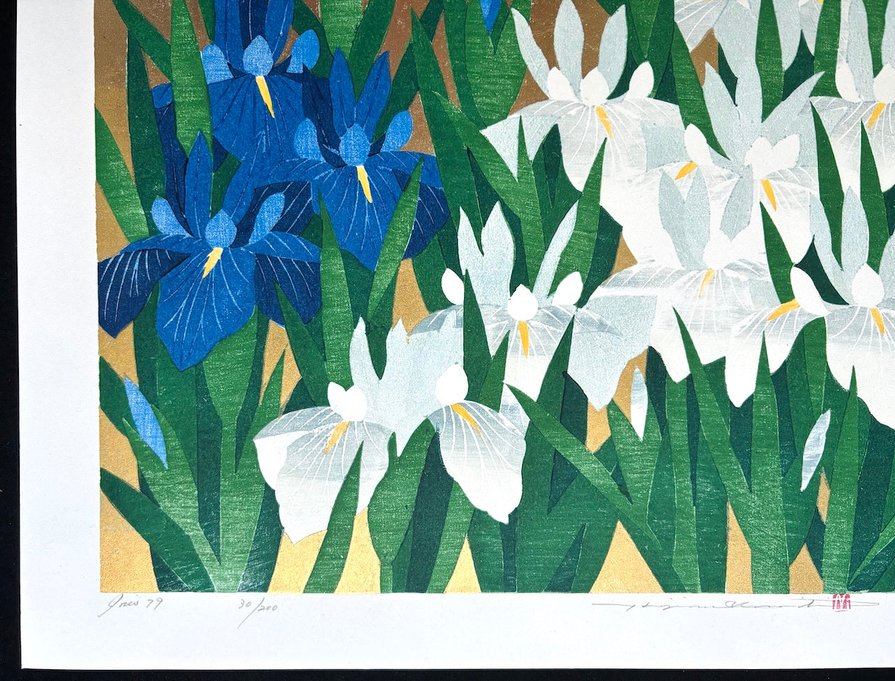 - Iris 79, Kakitsubata -
