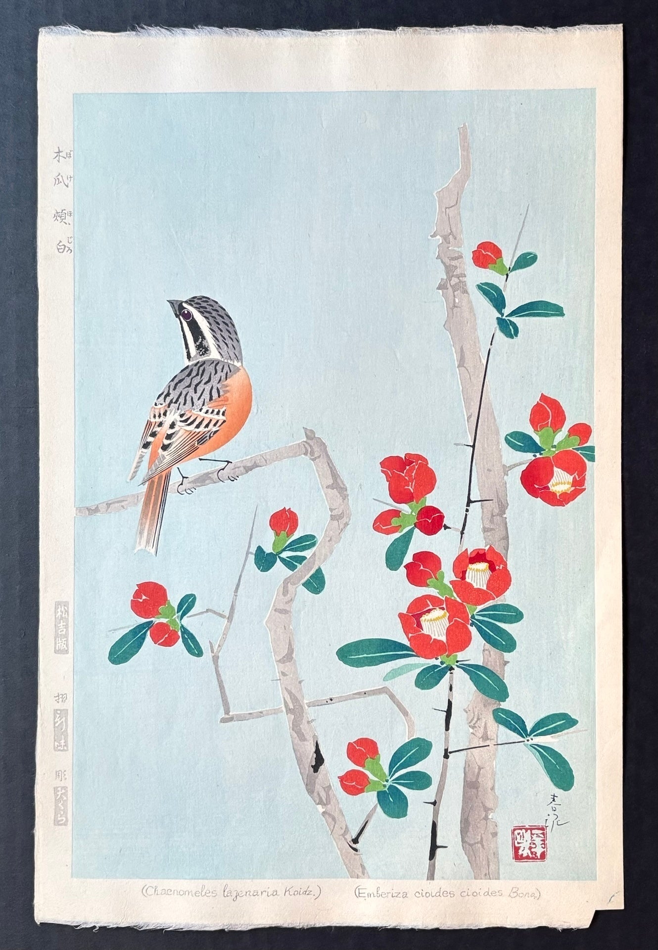  - Boke Hojiro (Meadow Bunting and Japanese Quince ) - SAKURA FINE ART