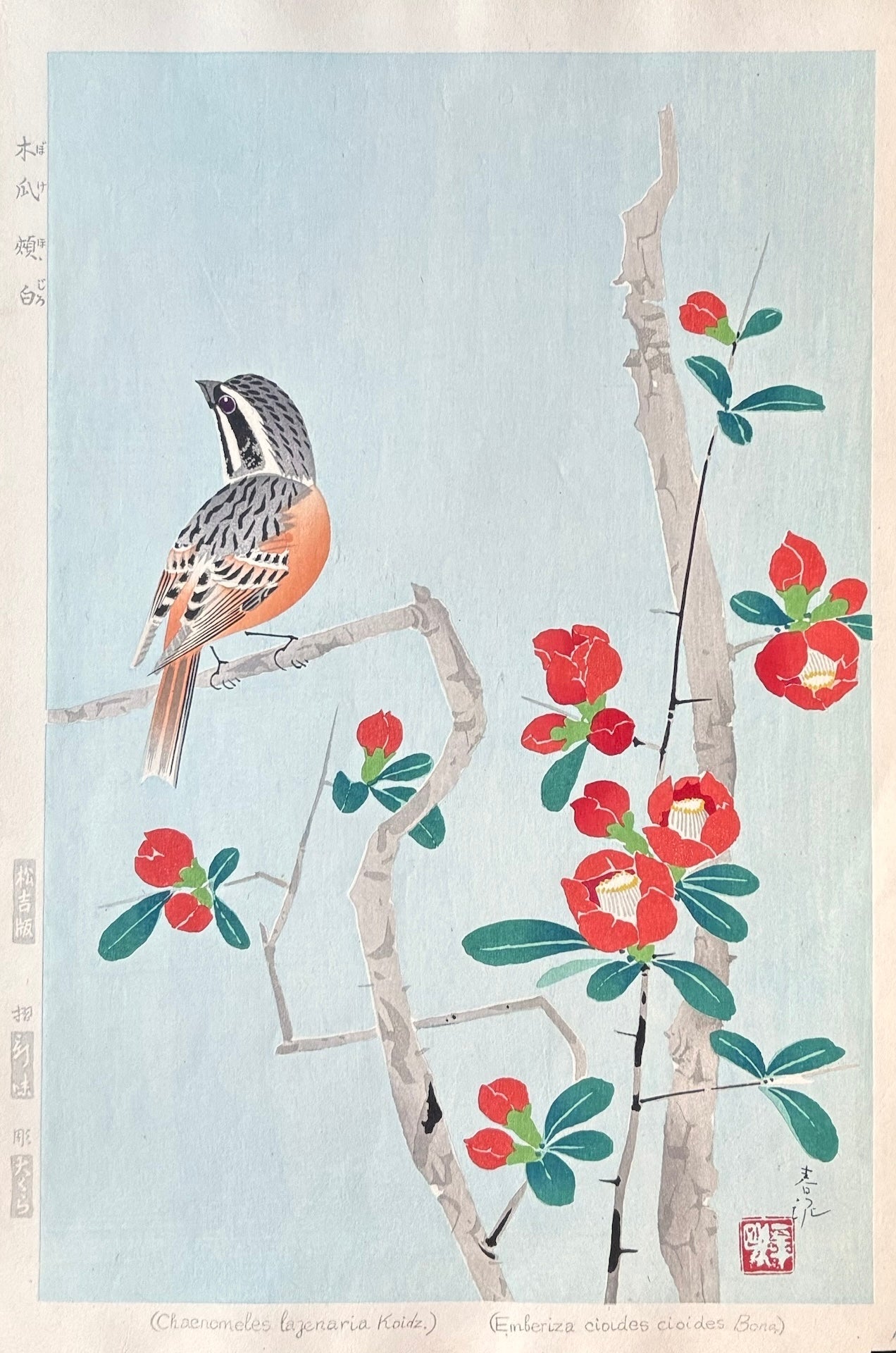  - Boke Hojiro (Meadow Bunting and Japanese Quince ) - Shundei Nakamura - SAKURA FINE ART