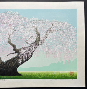  - Koshu Oito Zakura (The 300 - year - old Weeping Cherry Tree in Koshu) - Seiji Sano - SAKURA FINE ART
