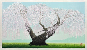  - Koshu Oito Zakura (The 300 - year - old Weeping Cherry Tree in Koshu) - Seiji Sano - SAKURA FINE ART