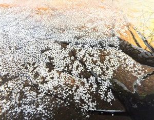 - Shungyo no Tanboku (Cherry Blossoms in Spring Dawn) - Seiji Sano - SAKURA FINE ART