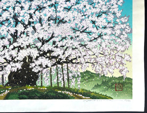  - Suzakura Jinja no Jindai Zakura (The Jindai Cherry Tree at Suzakura Shrine) - Masao Ido - SAKURA FINE ART