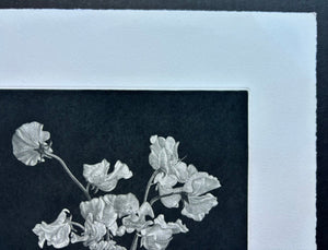  - Sweet Pea - Kazuo Yamaguchi - SAKURA FINE ART
