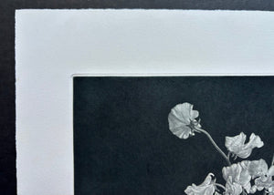  - Sweet Pea - Kazuo Yamaguchi - SAKURA FINE ART