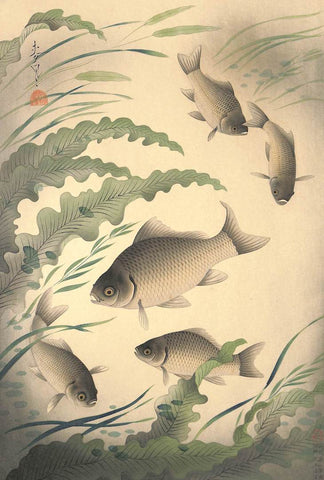 - Funa (Grucian) From Art Portfolio OF Familiar Fishes OF Nippon -