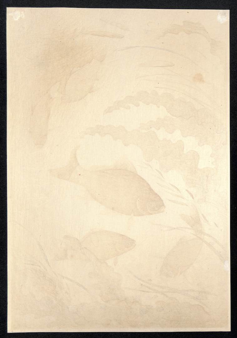 - Funa (Grucian) From Art Portfolio OF Familiar Fishes OF Nippon -