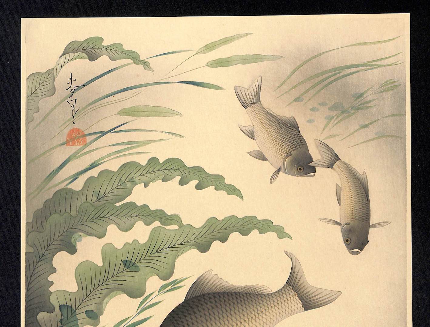 - Funa (Grucian) From Art Portfolio OF Familiar Fishes OF Nippon -