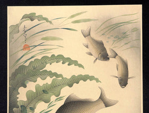 - Funa (Grucian) From Art Portfolio OF Familiar Fishes OF Nippon -