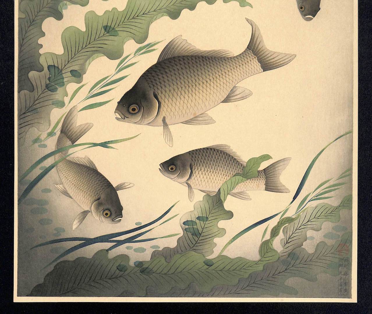 - Funa (Grucian) From Art Portfolio OF Familiar Fishes OF Nippon -