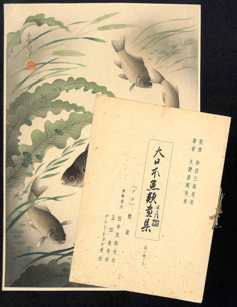 - Funa (Grucian) From Art Portfolio OF Familiar Fishes OF Nippon -