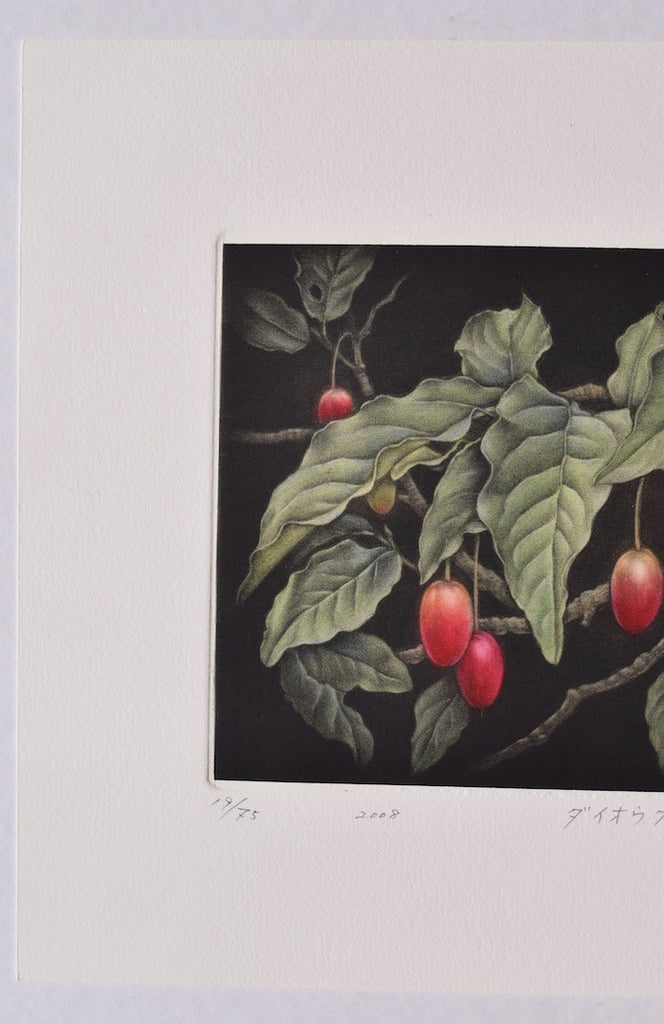 Daio-gumi (Cherry Elaeagnus) - SAKURA FINE ART
