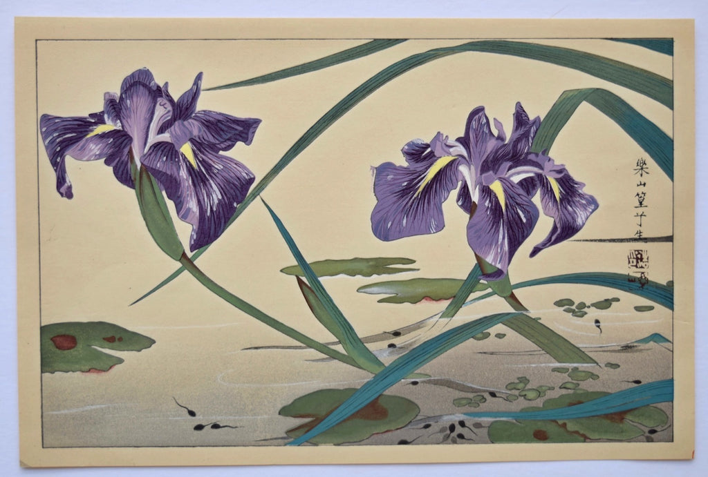 Irises and Tadpoles - SAKURA FINE ART