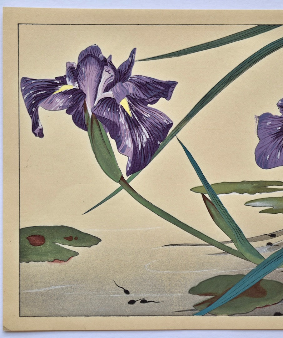 Irises and Tadpoles - SAKURA FINE ART