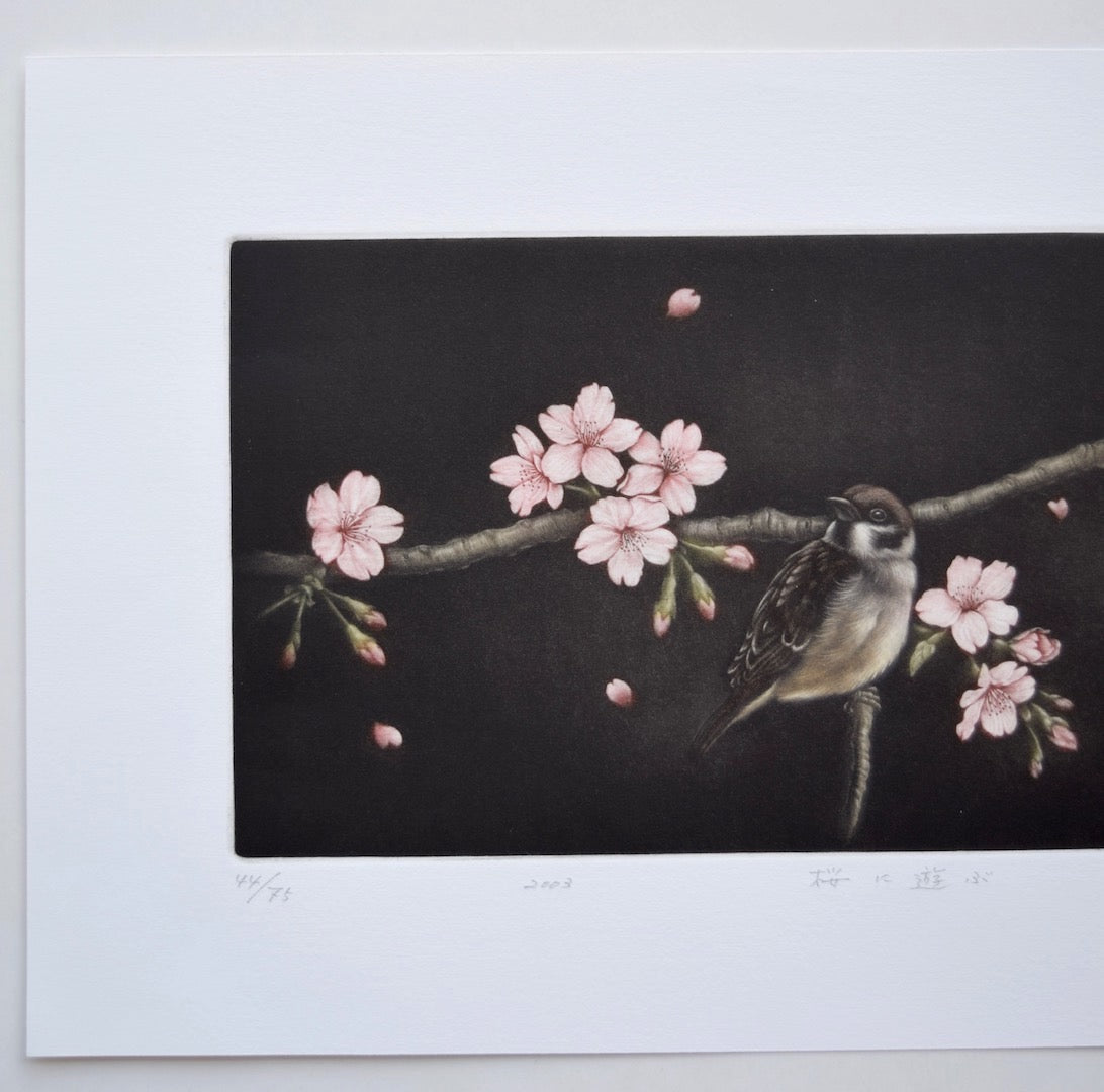 Sakura ni asobu (Sparrow and Cherry Blossoms) - SAKURA FINE ART