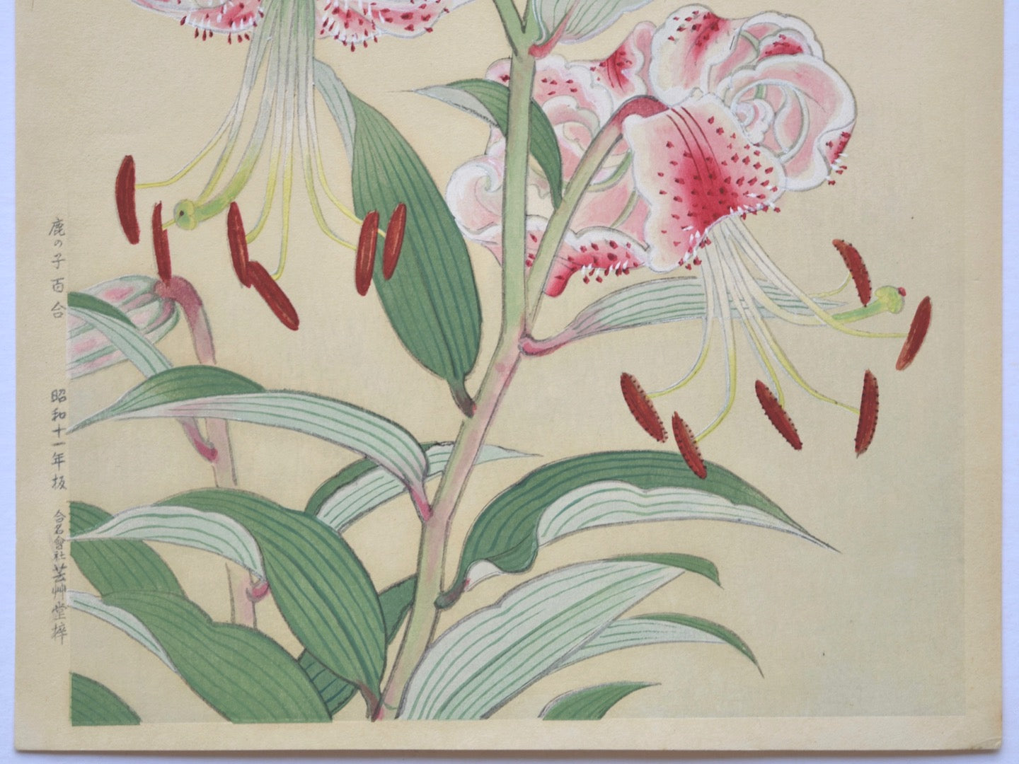 Kanoko yuri (Japanese Lily) - SAKURA FINE ART