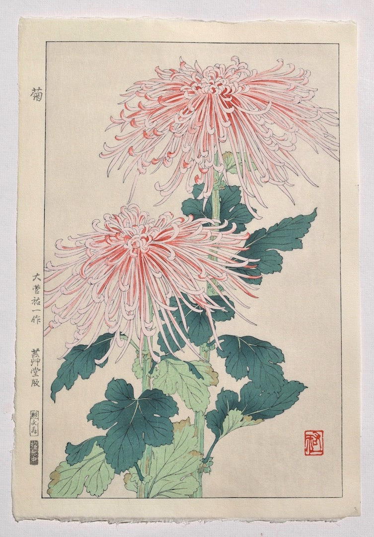 Kiku  (Chrysanthemum) - SAKURA FINE ART