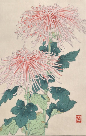 Kiku  (Chrysanthemum) - SAKURA FINE ART