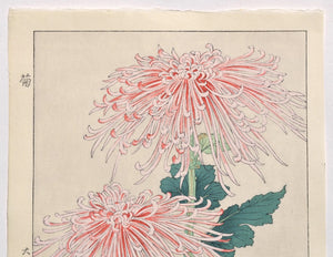 Kiku  (Chrysanthemum) - SAKURA FINE ART