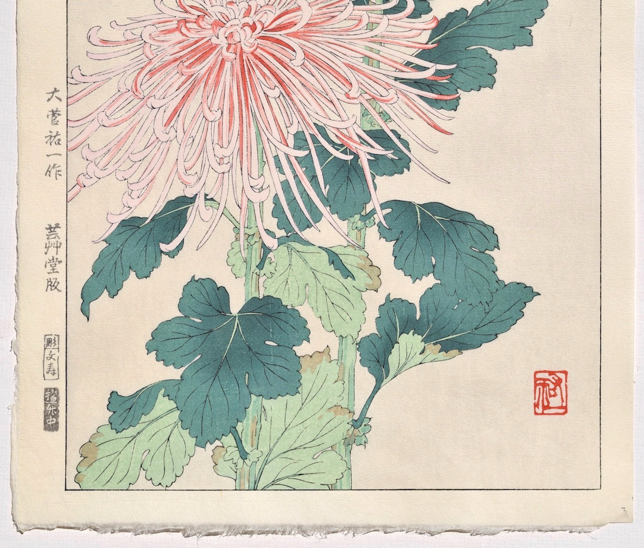 Kiku  (Chrysanthemum) - SAKURA FINE ART