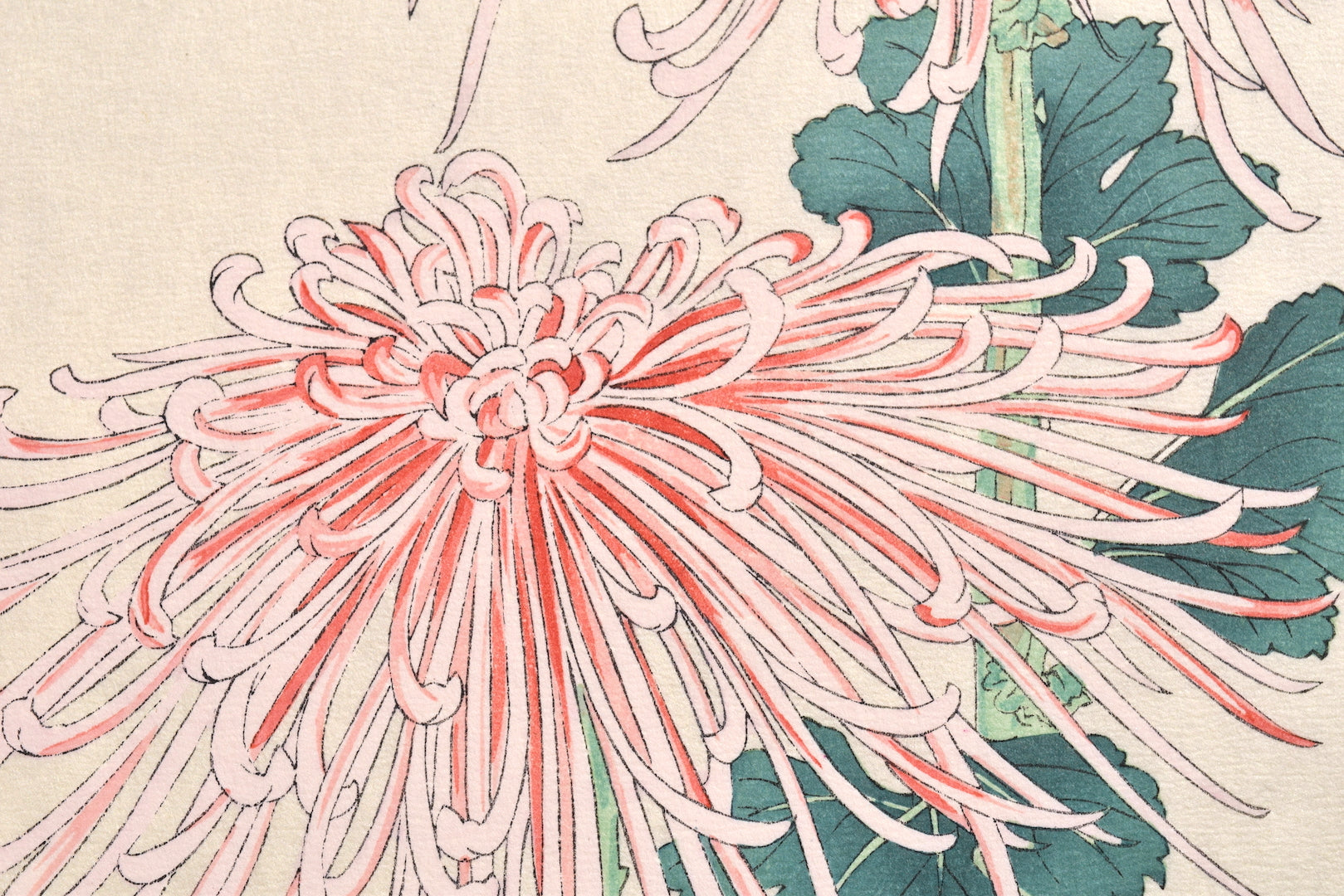 Kiku  (Chrysanthemum) - SAKURA FINE ART